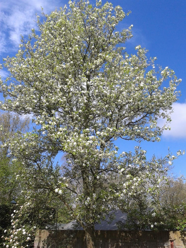 Welke bomen voor in de tuin Tuinadvies door Ineke